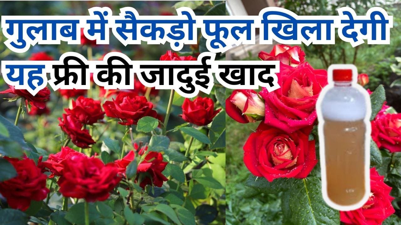 गुलाब के लिए खाद