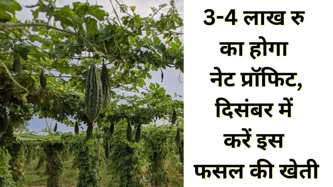 दिसंबर में करें इस फसल की खेती