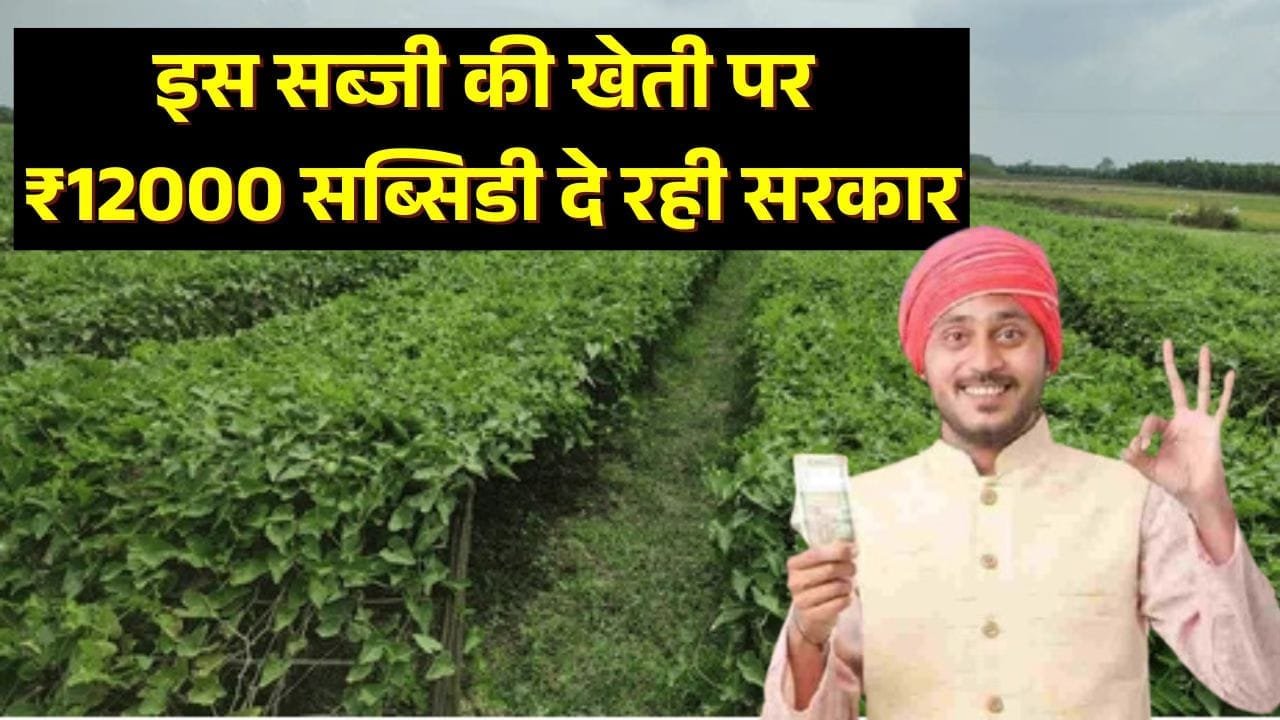परवल की खेती पर ₹12000 सब्सिडी