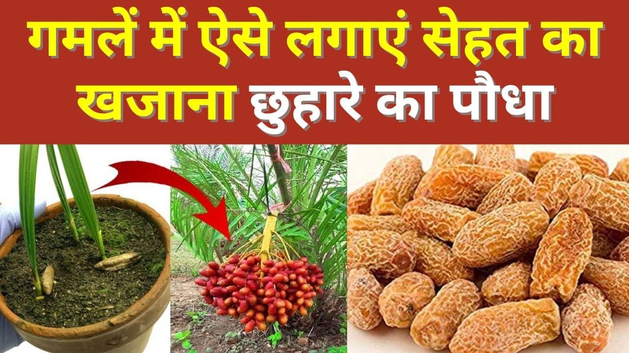 गमले में छुहारे का पौधा उगाने का तरीका