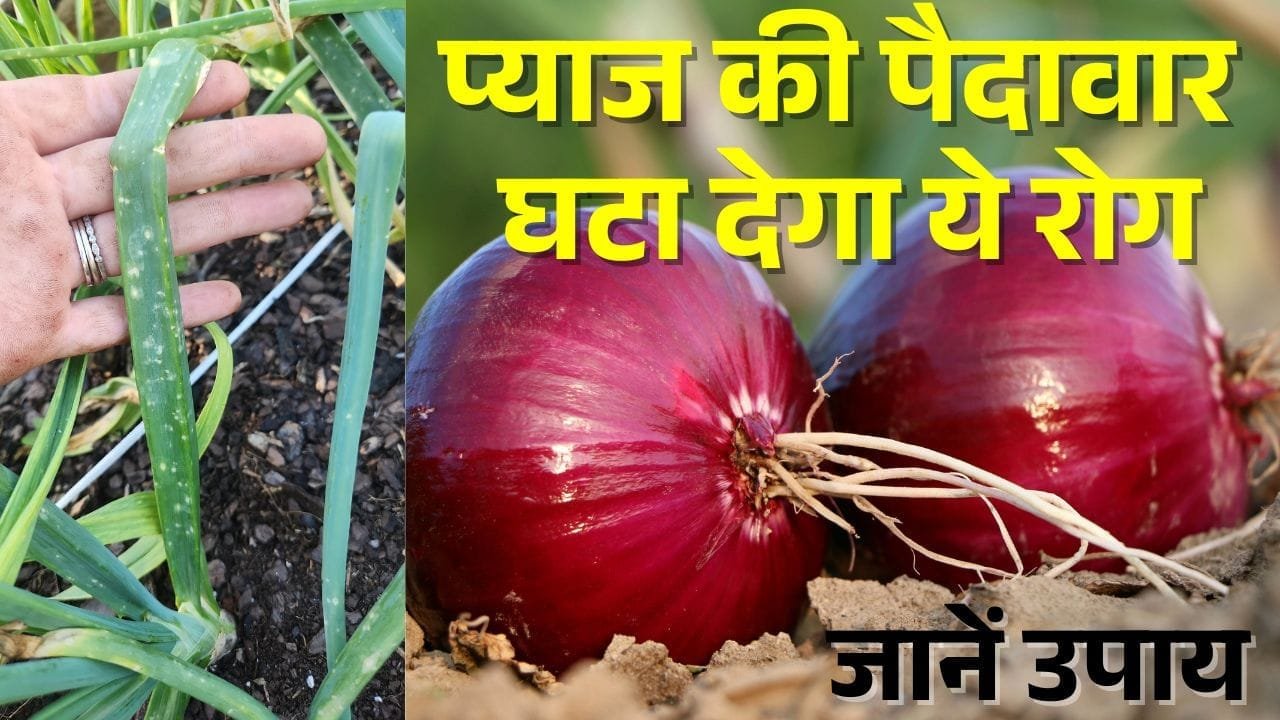 लीफ ब्लाइट