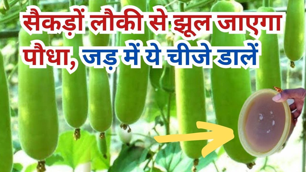 लौकी के लिए खाद