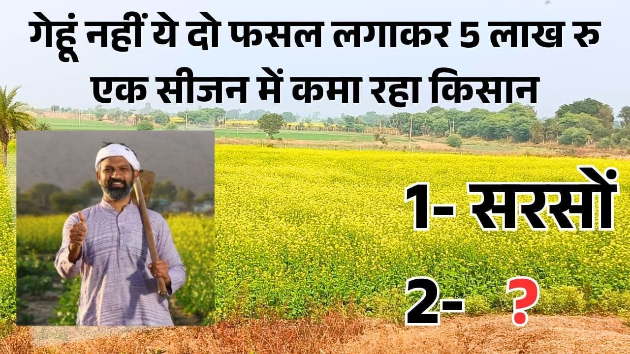 मक्के की खेती