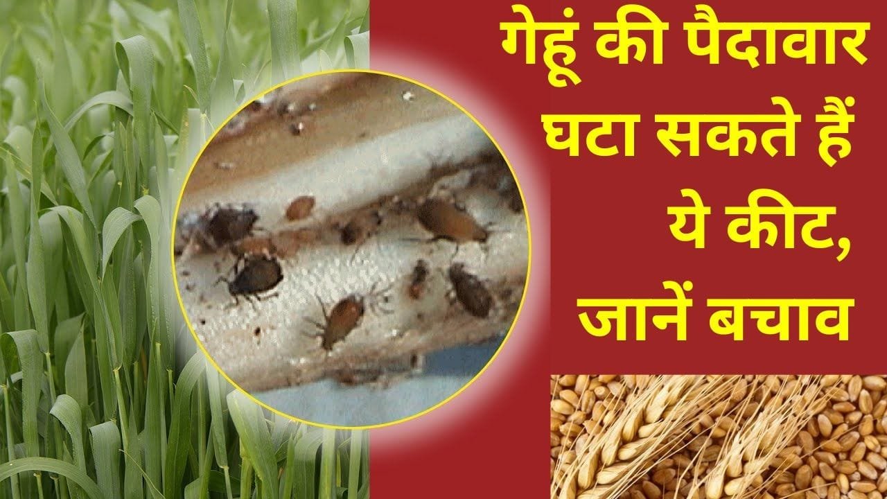 जड़ माहू कीट