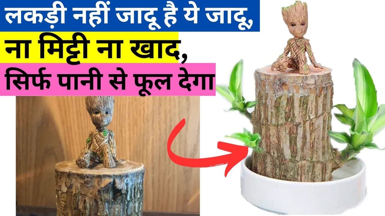 ब्राजीलियाई लकी बांस