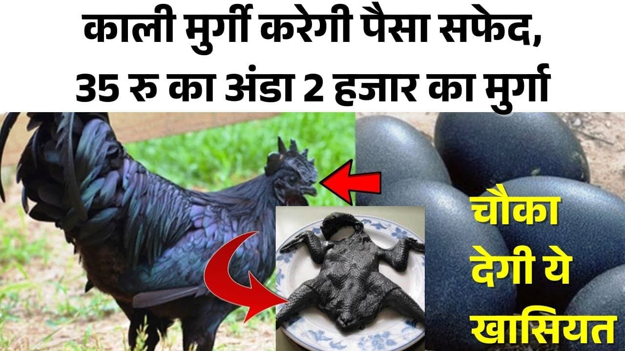 कड़कनाथ