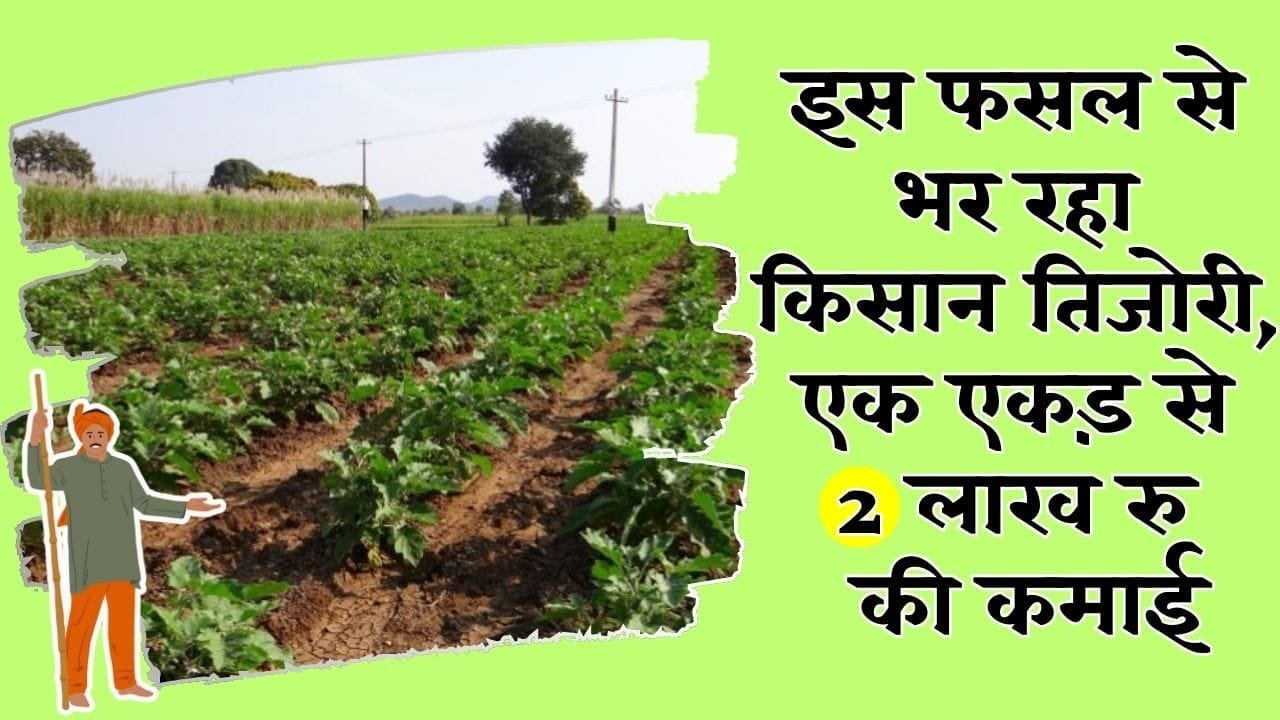 बैगन की खेती