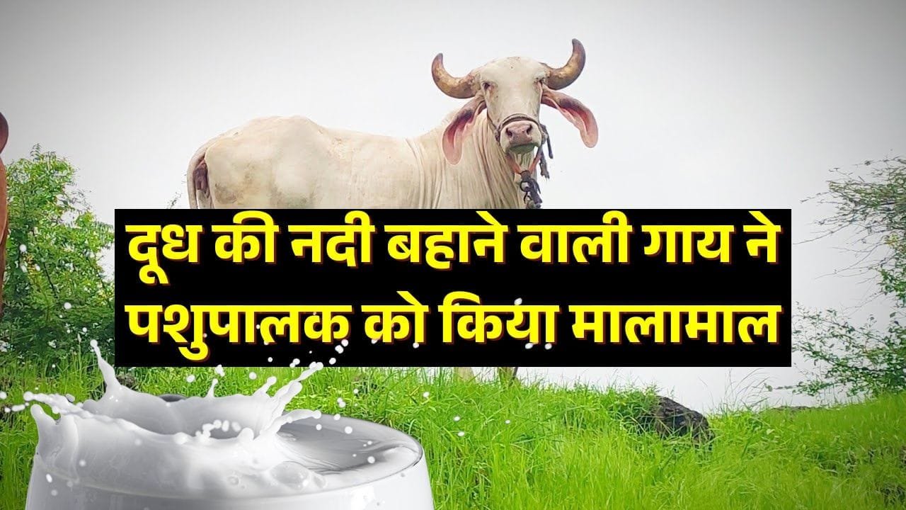गिर गाय फॉर्म