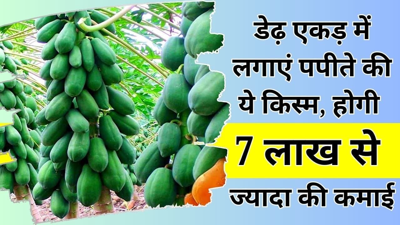पपीते की खेती