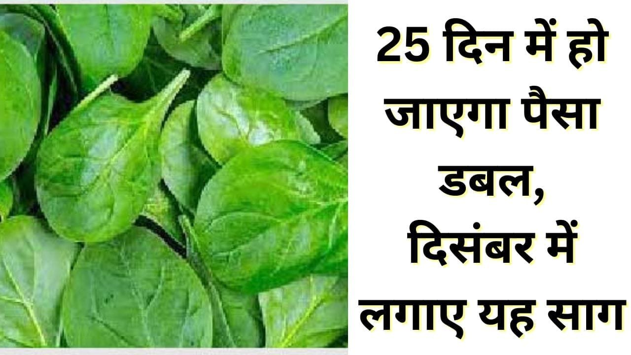 पालक की खेती