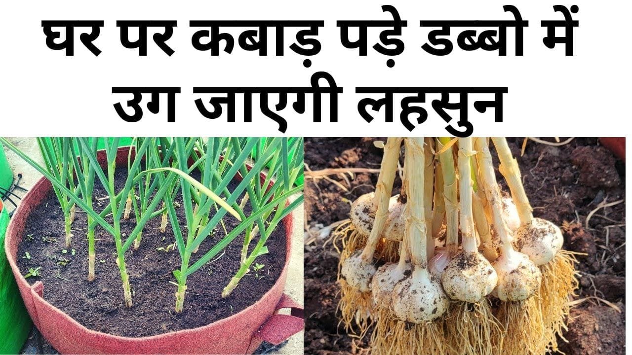 गमलें में लहसुन कैसे उगाए