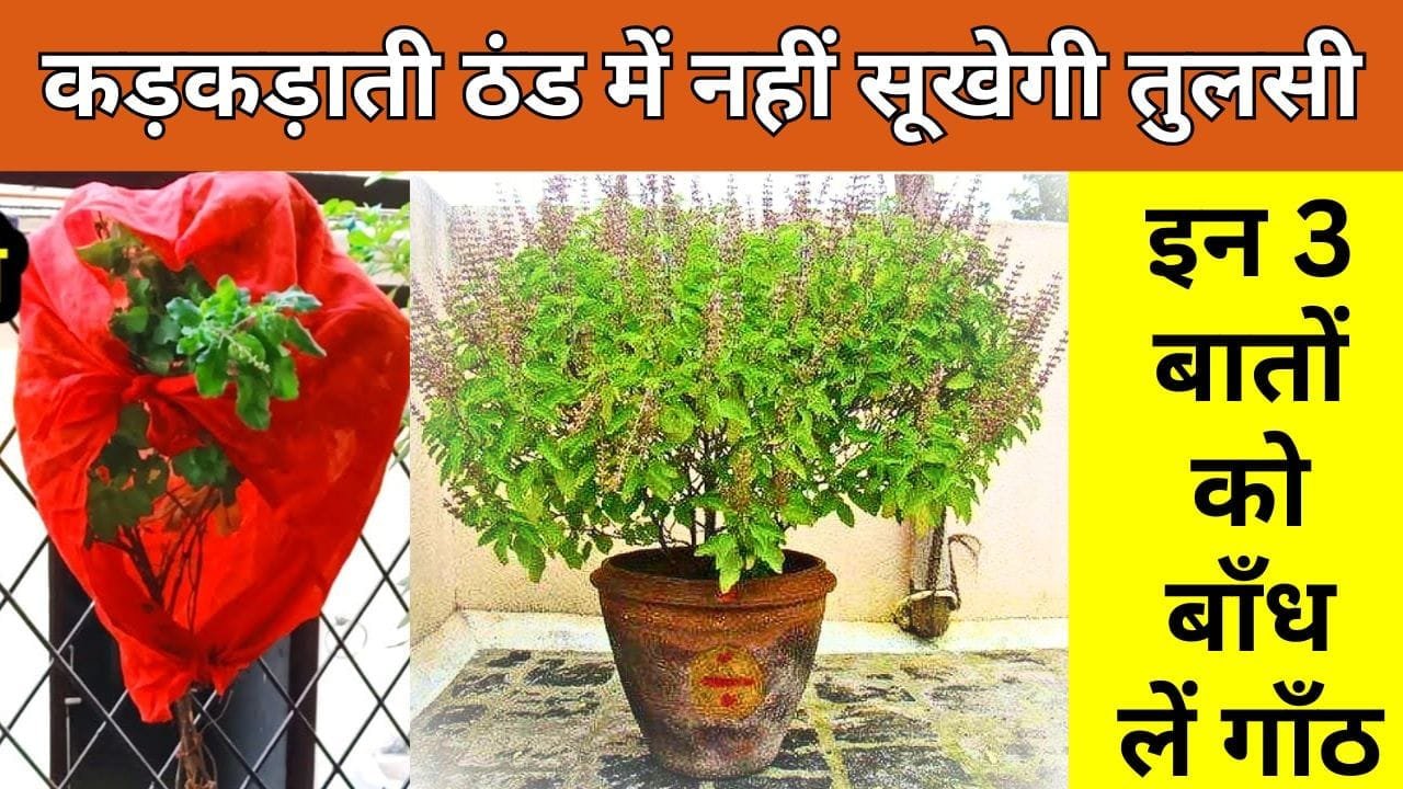 सर्दियों में तुलसी की देखभाल
