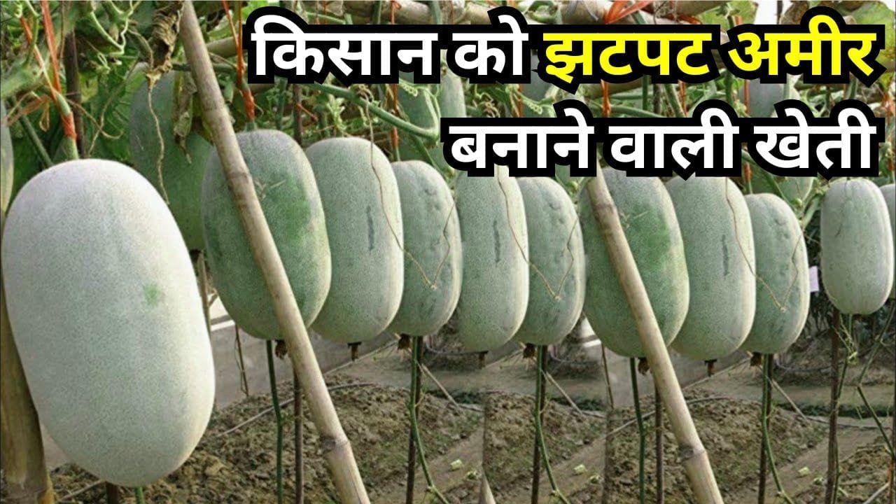 पेठा कद्दू की खेती
