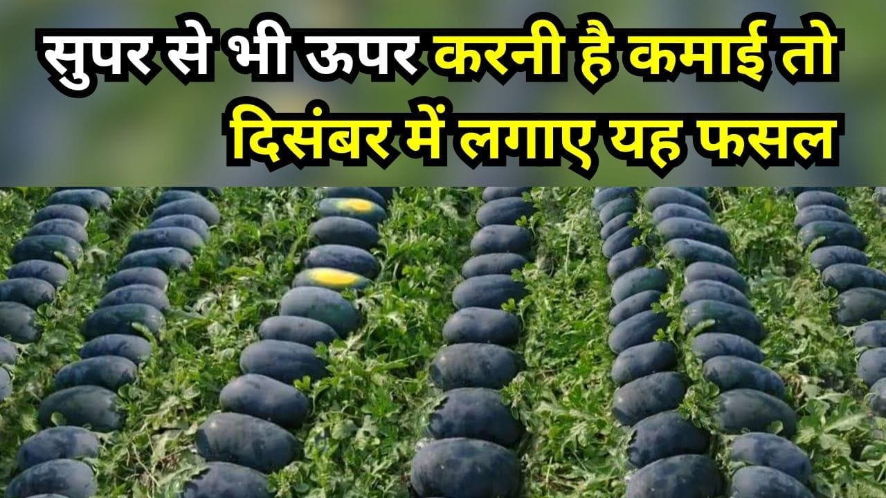 तरबूज की खेती
