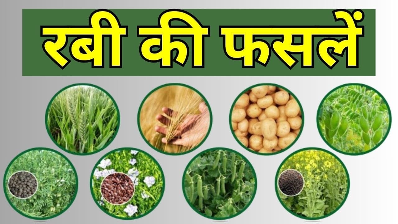 रबी की फसलें