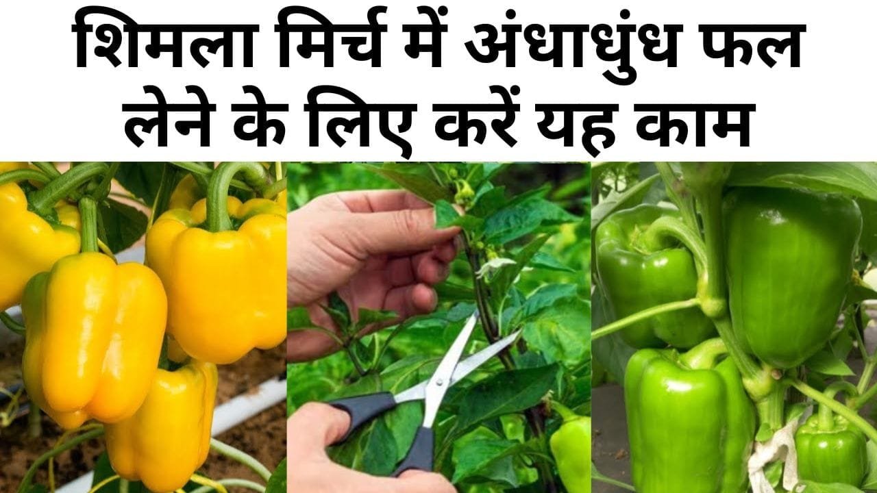 शिमला मिर्च