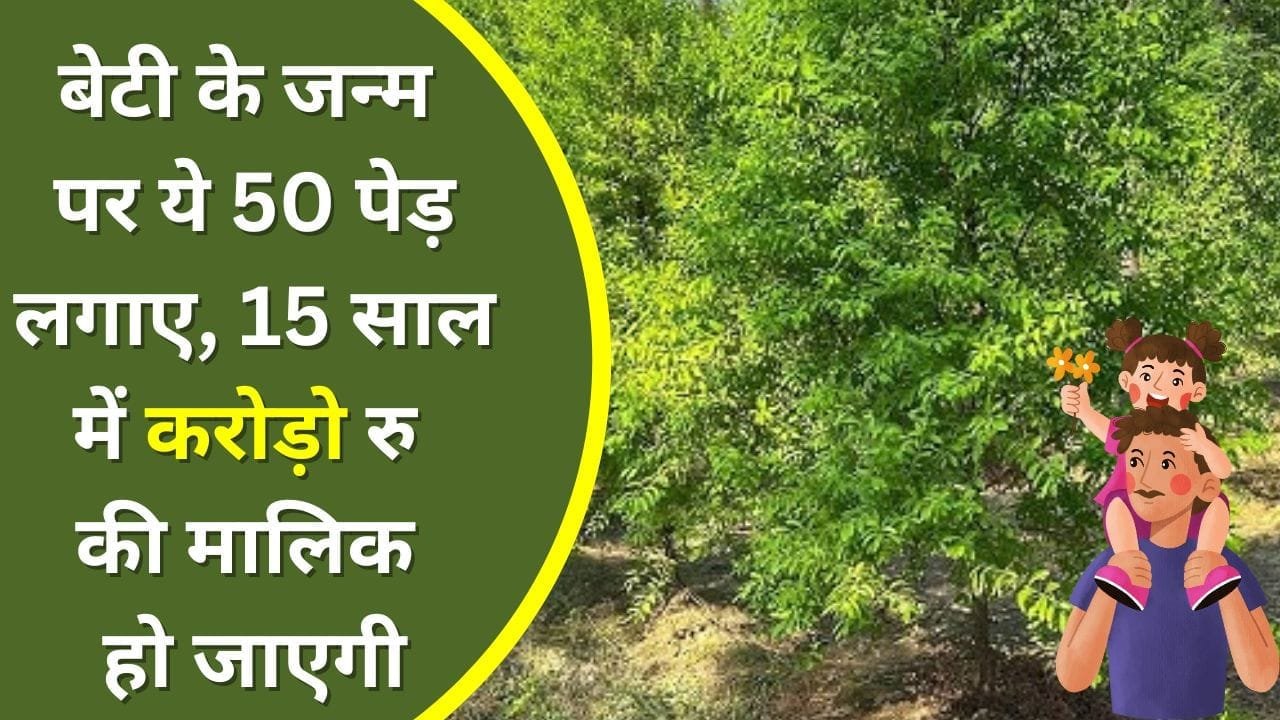 चंदन की खेती