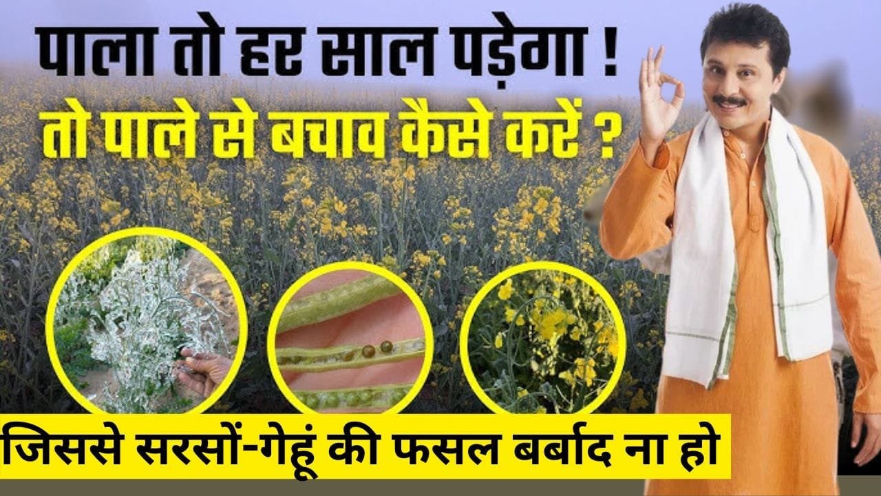 पाला-कोहरा