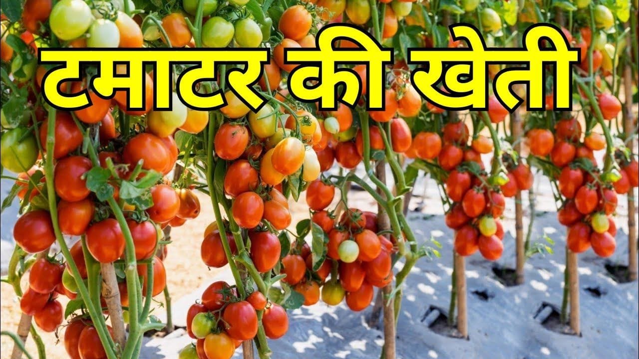 टमाटर की खेती