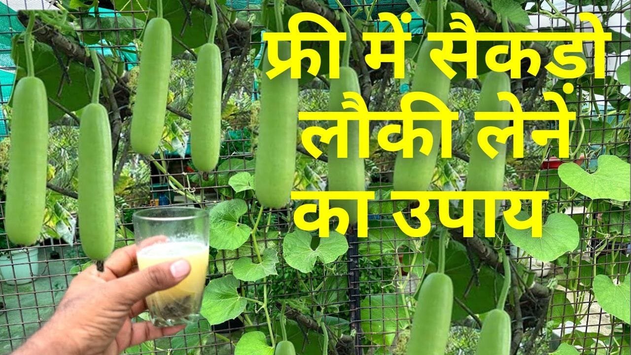 लौकी के लिए खाद