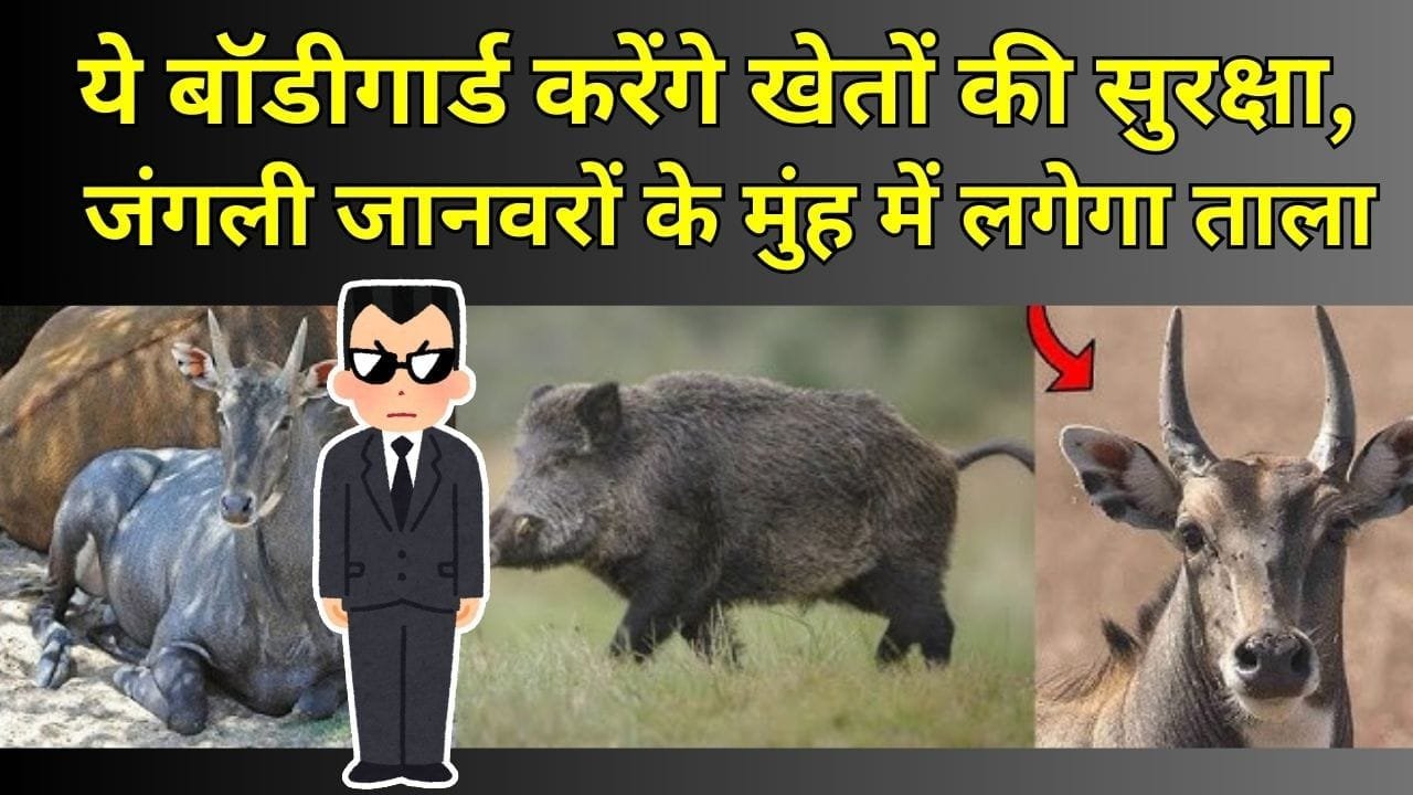 जंगली जानवर