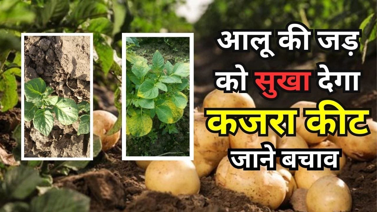 कजरा कीट से फसल कैसे बचाएं