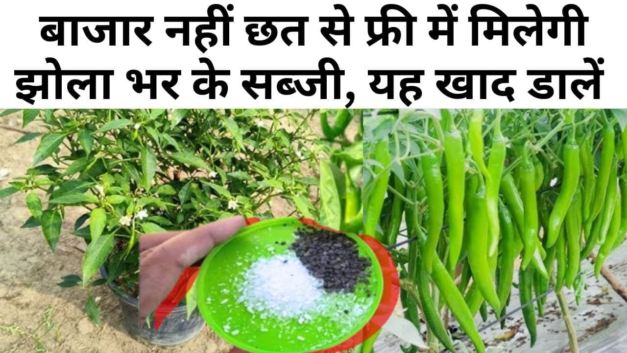 सब्जियों के लिए खाद