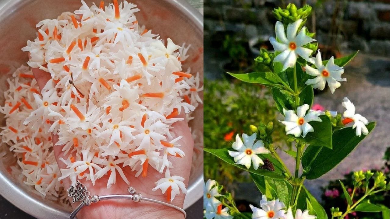 पारिजात कैसे लगाएं