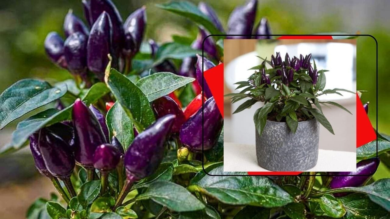 बैंगनी मिर्च गमले में कैसे लगाएं