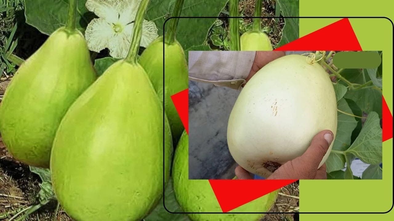 चिरवा लौकी के बीज