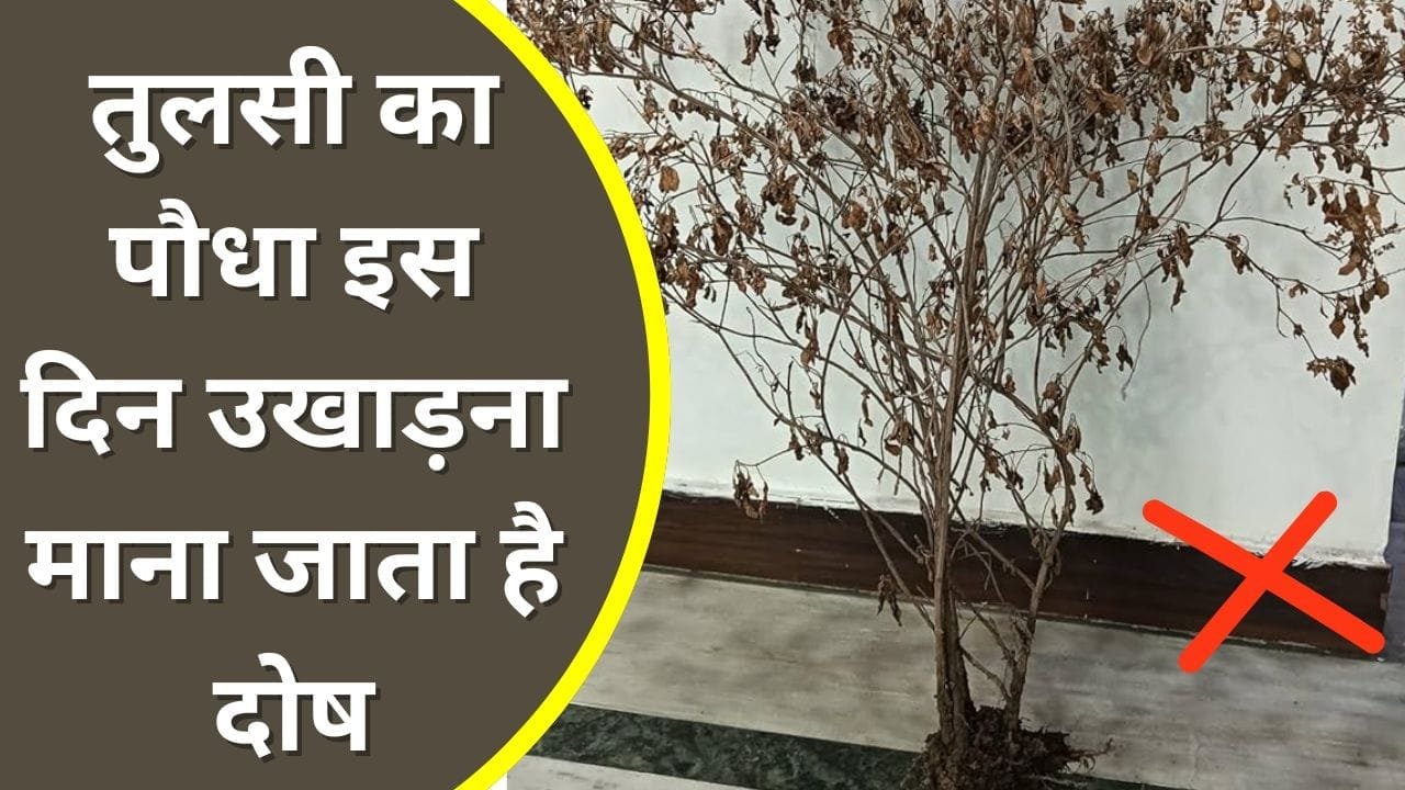 किस दिन ना उखाड़े तुलसी