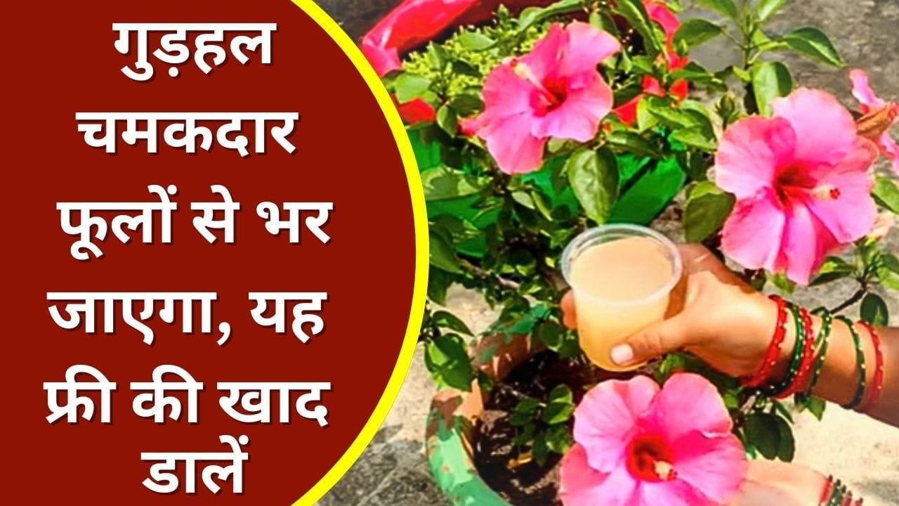 गुड़हल के लिए खाद