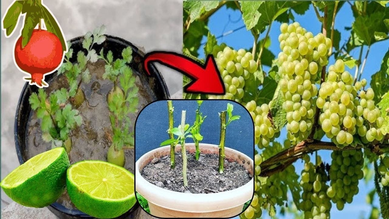 नींबू की कटिंग