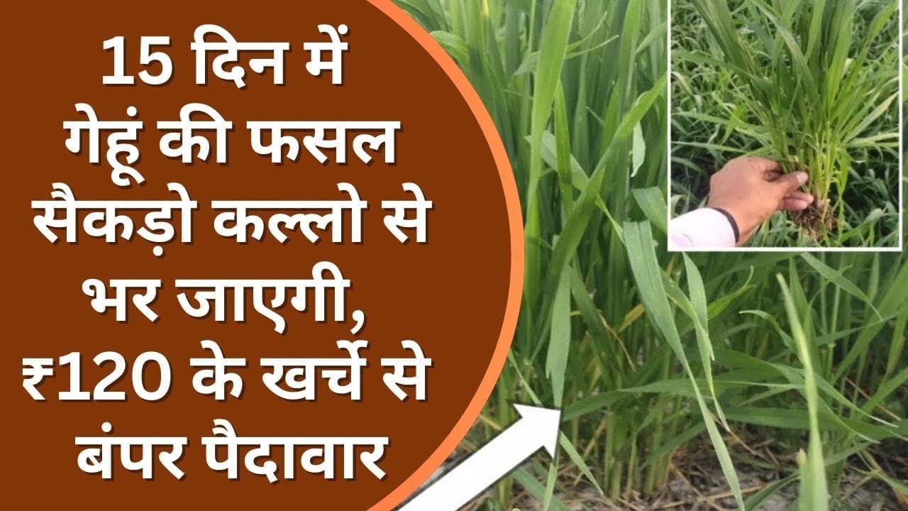 गेहूं की खेती