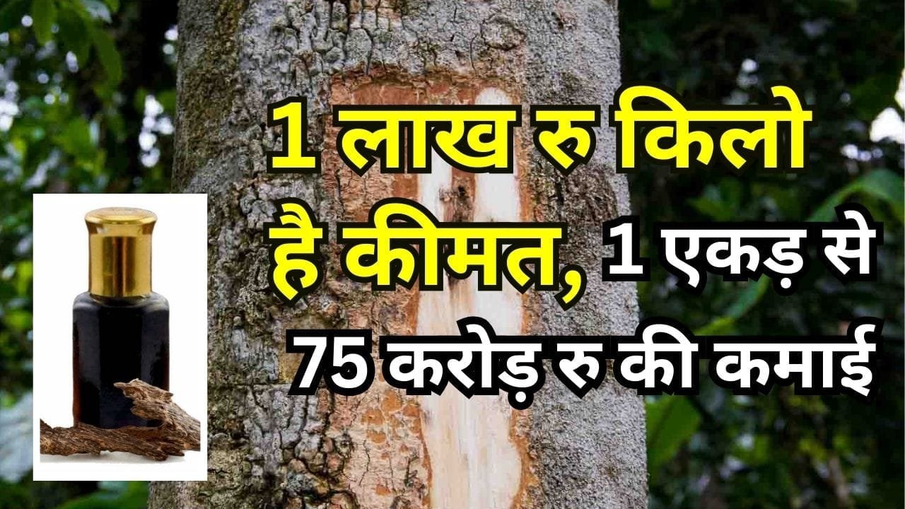 अगरवुड की खेती