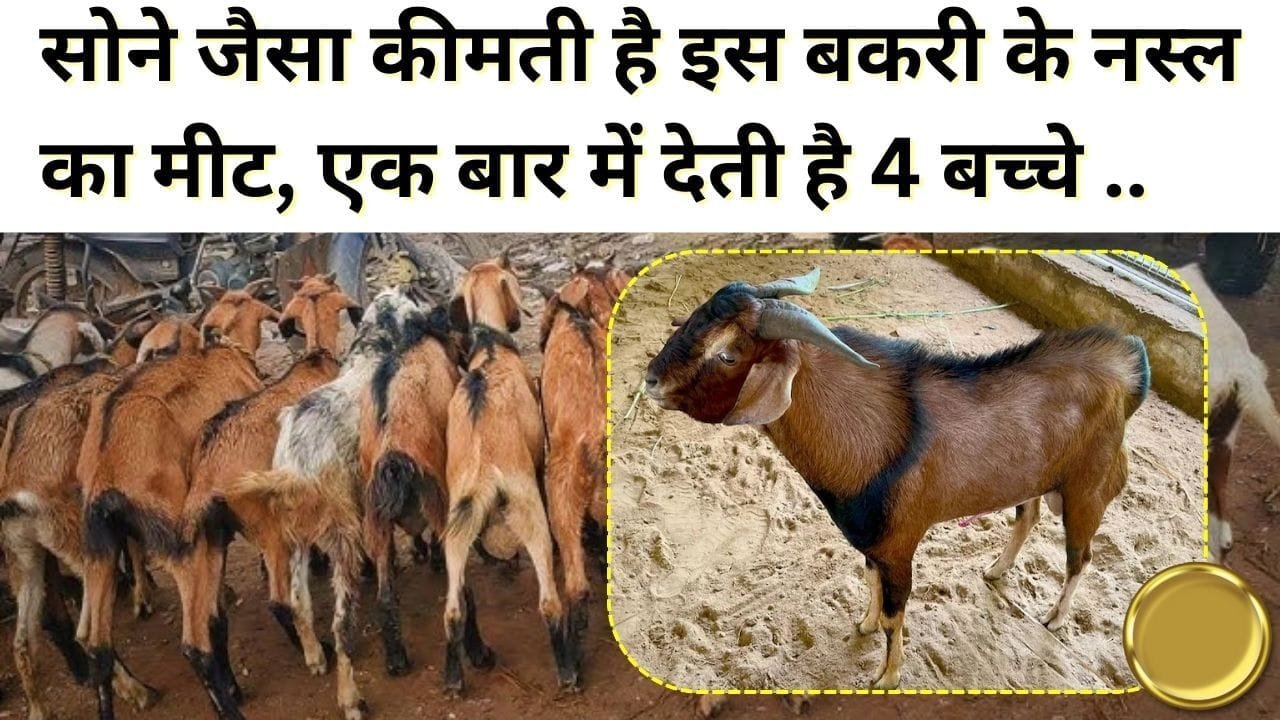 सोनपरी नस्ल की बकरी