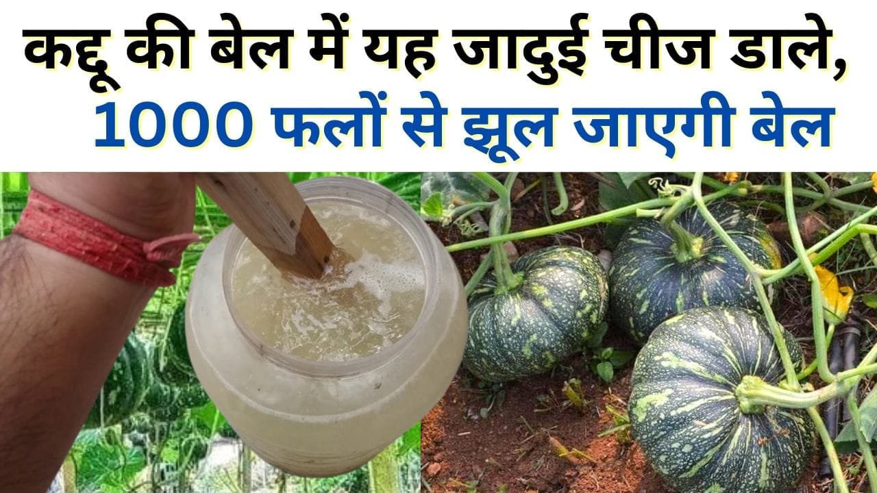 कद्दू के पौधे