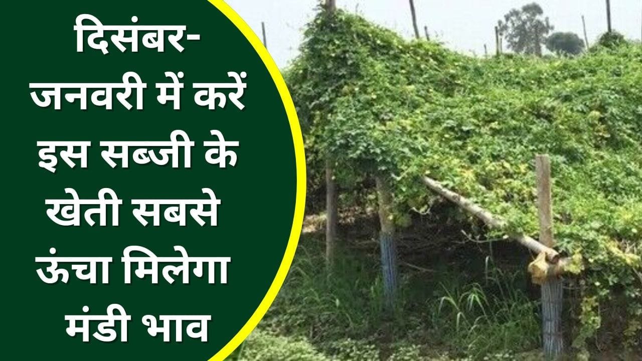 करेले की खेती