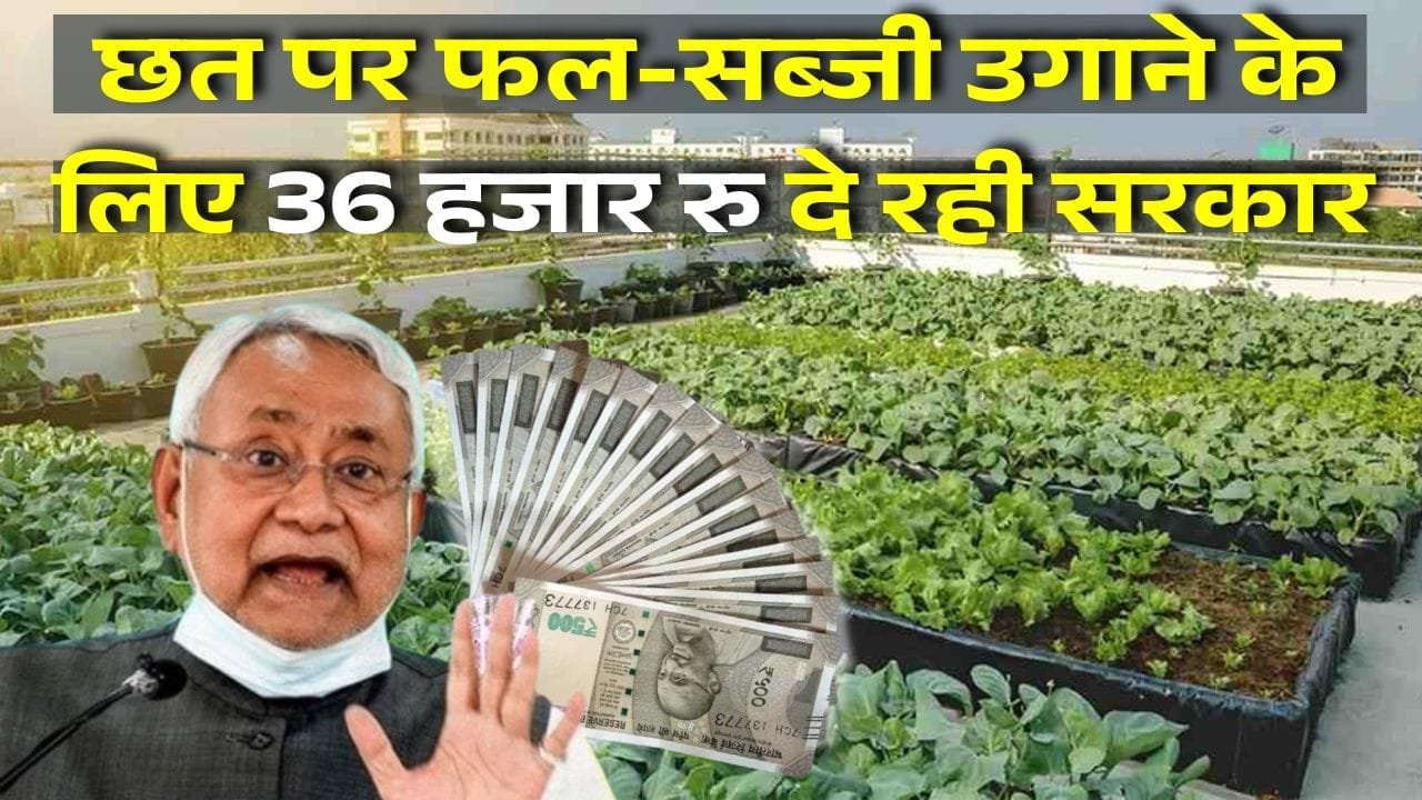 छत पर बागवानी योजना