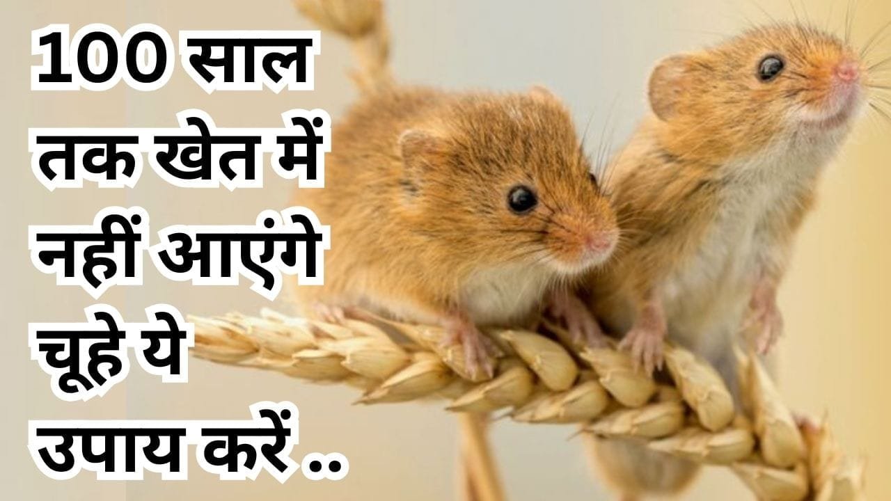 खेत से चूहे भागने के उपाय