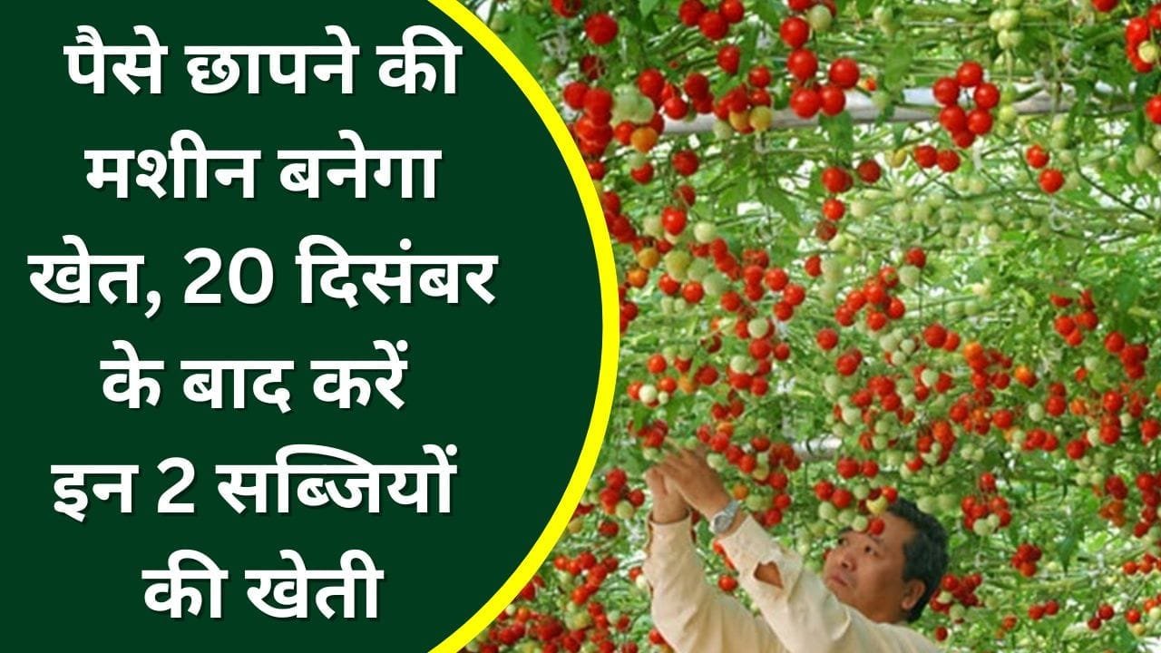 टमाटर की खेती