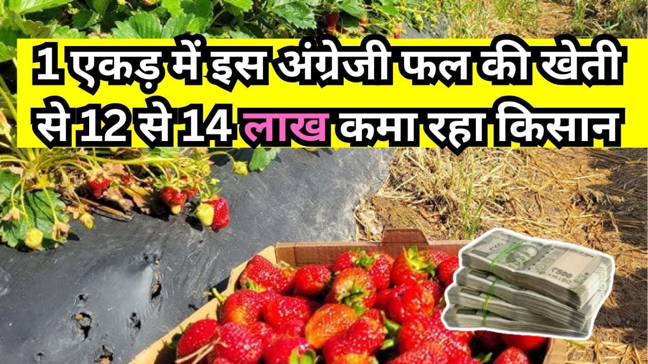 स्ट्रॉबेरी की खेती