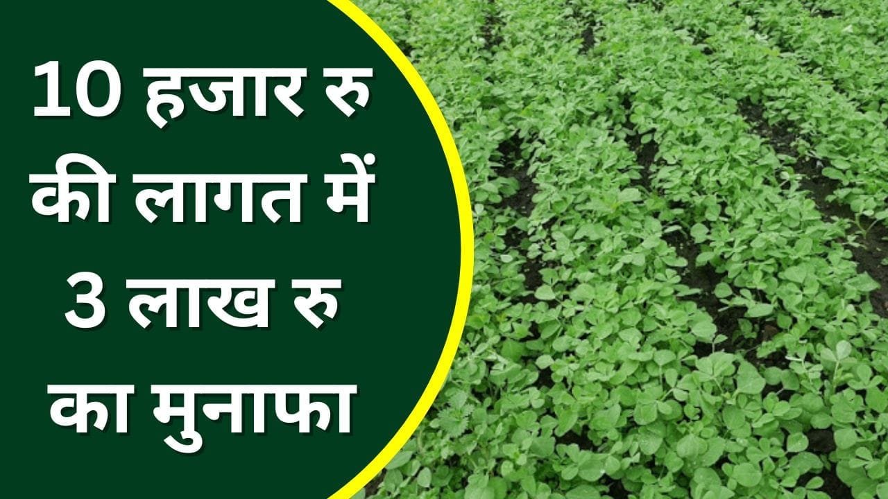 मेथी की खेती