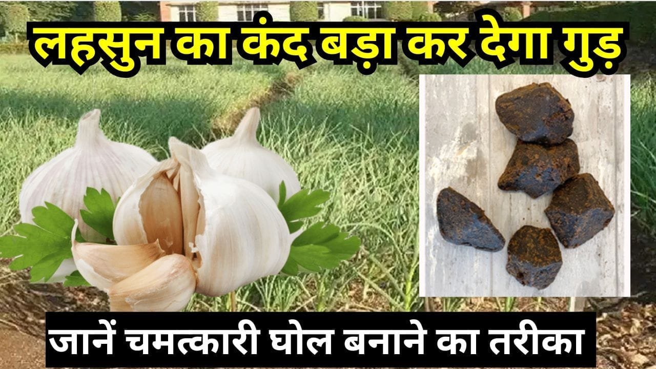 लहसुन की फसल