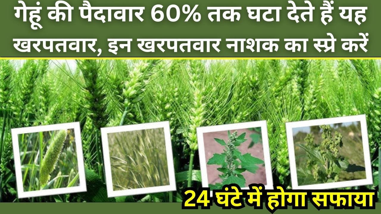 गेहूं की फसल