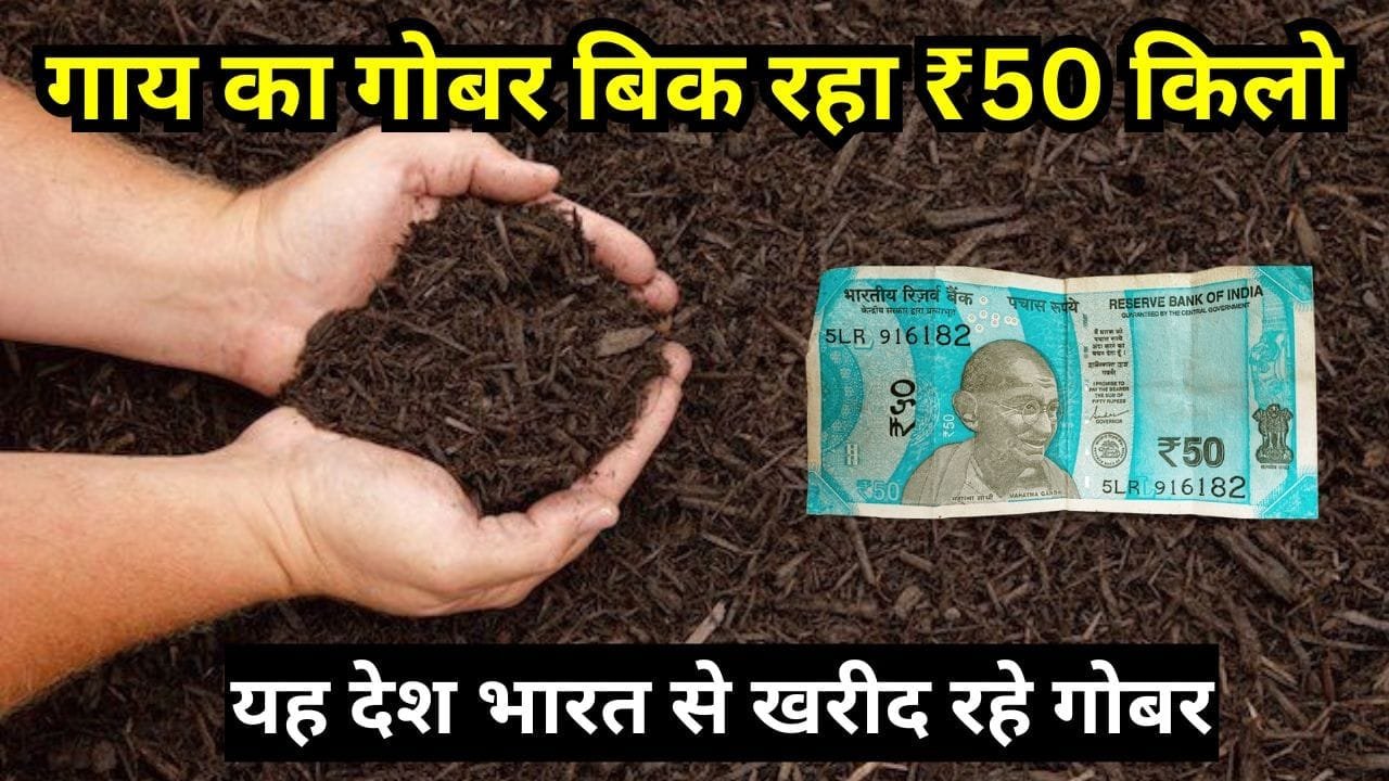 गाय का गोबर