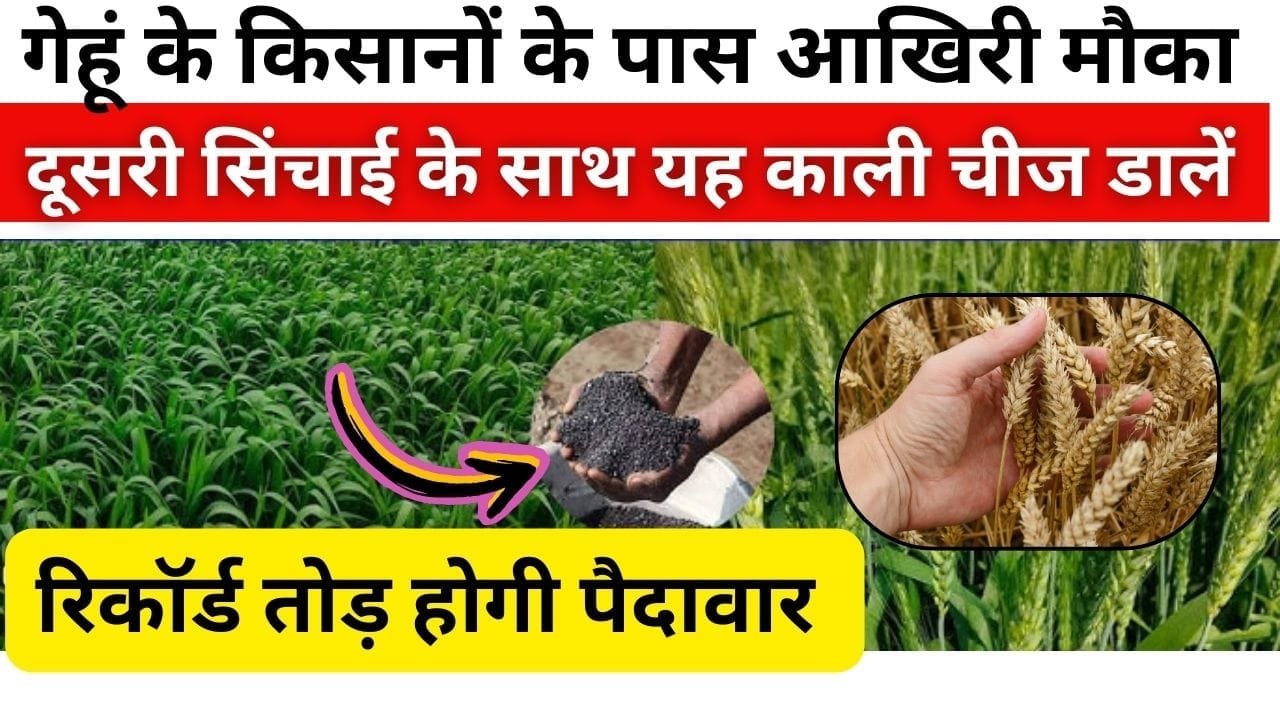 गेहूं की खेती