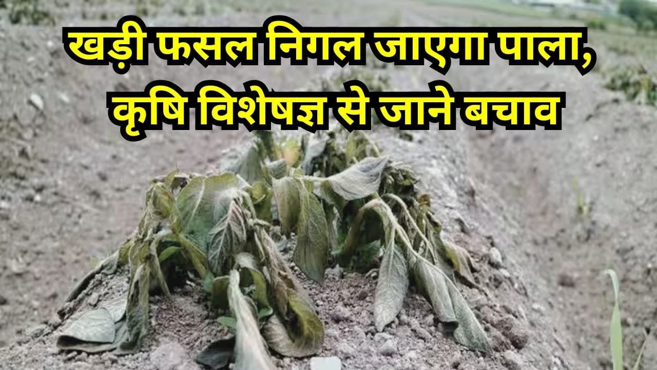 पाला-कोहरा
