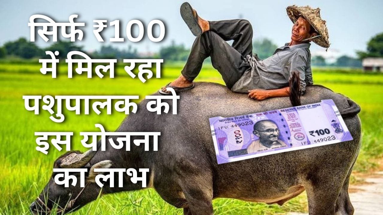 पशुओं का बीमा