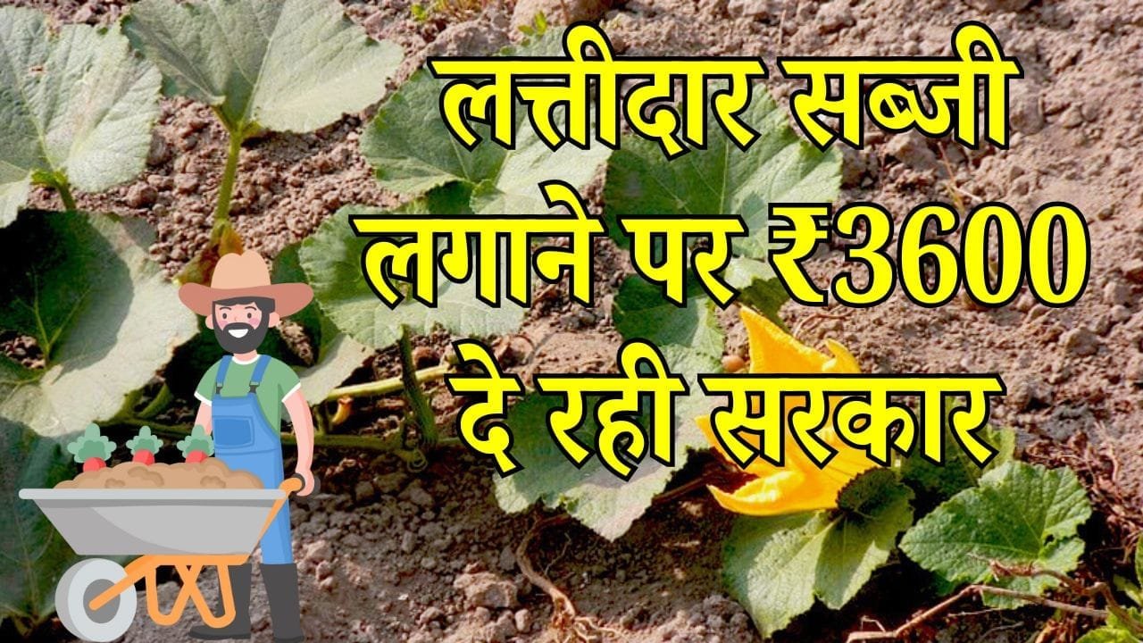 अलान प्रबंधन योजना